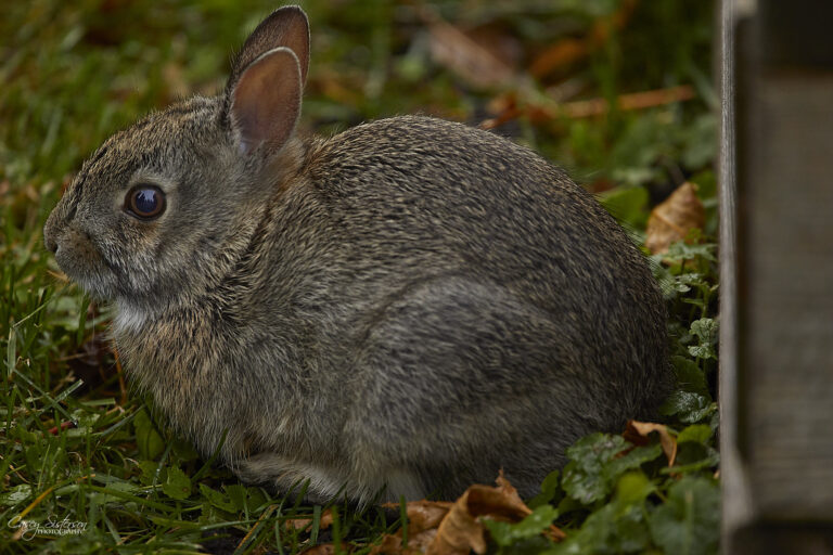 Young cottontail rabbit crouched in grass and fallen leaves, Manitoba