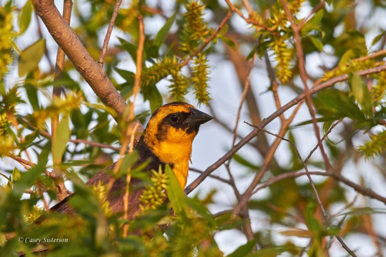 Male yellow-headed blackbird peering through willow branches, Manitoba