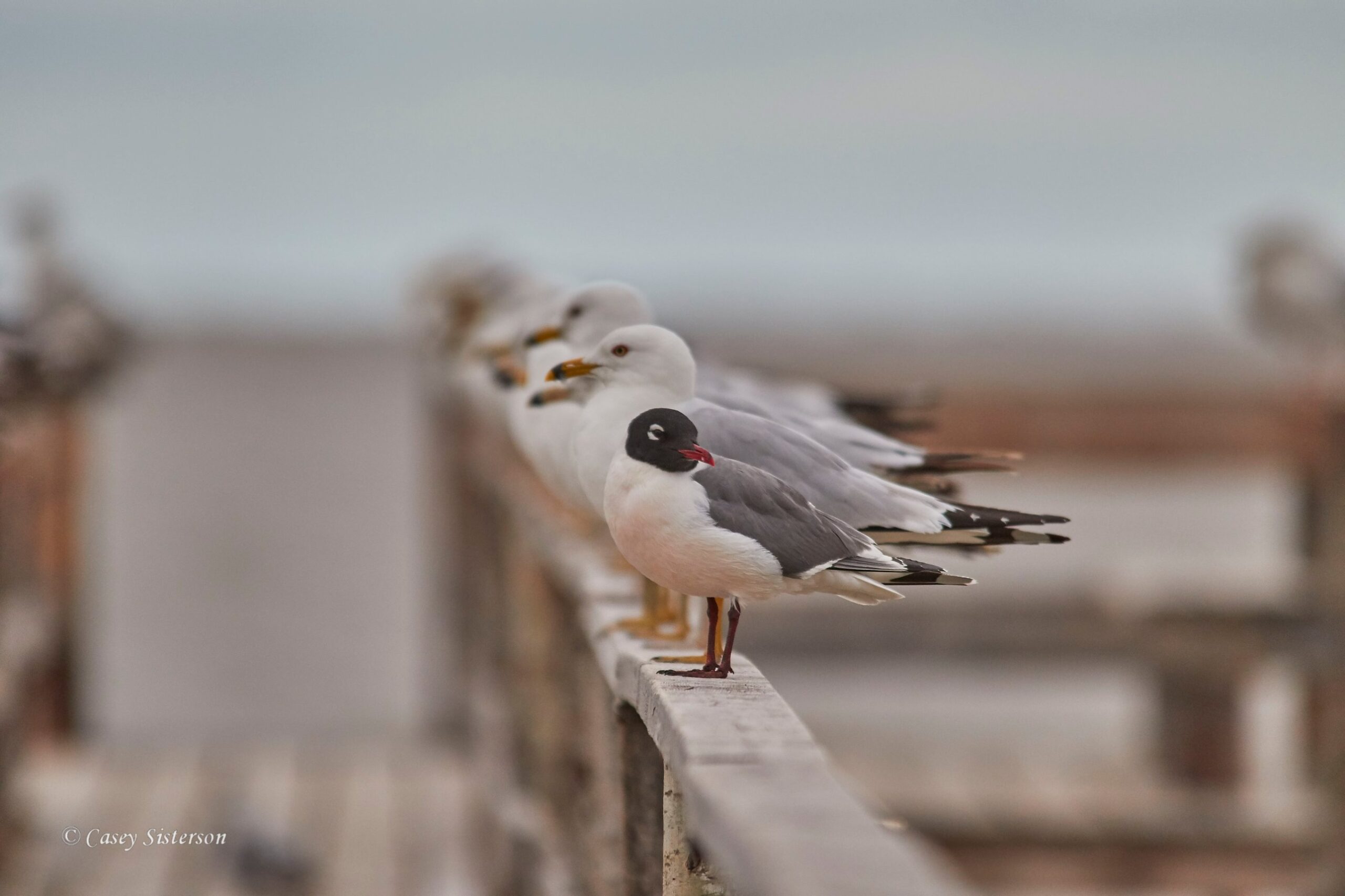 Franklin's gull with a black hood and red bill standing on a wooden railing in Manitoba