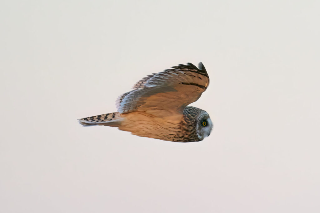 Short-eared owl in flight, wings raised, lit warmly against a pale sky, Manitoba