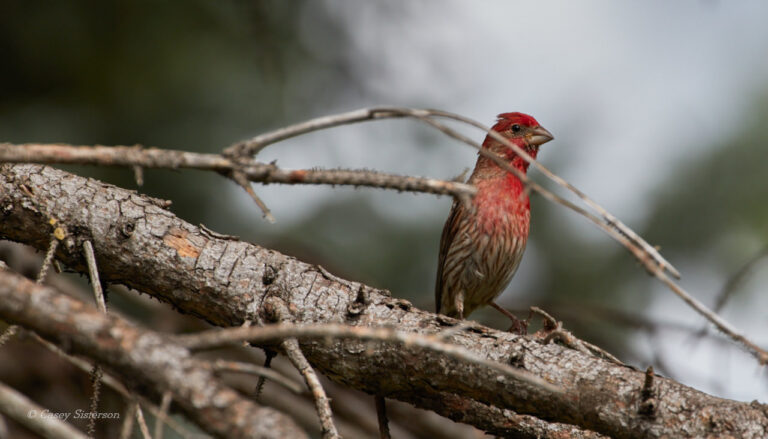 Male purple finch with a raspberry-red head and chest perched on a conifer branch, Manitoba