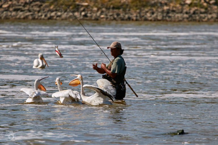 American white pelicans swimming near an angler fishing in a river, Manitoba