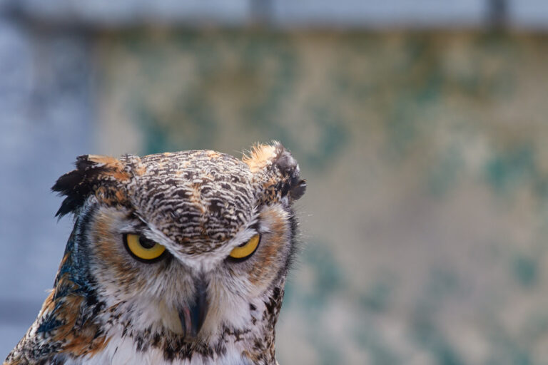 Close-up of a great horned owl with half-closed yellow eyes, Manitoba
