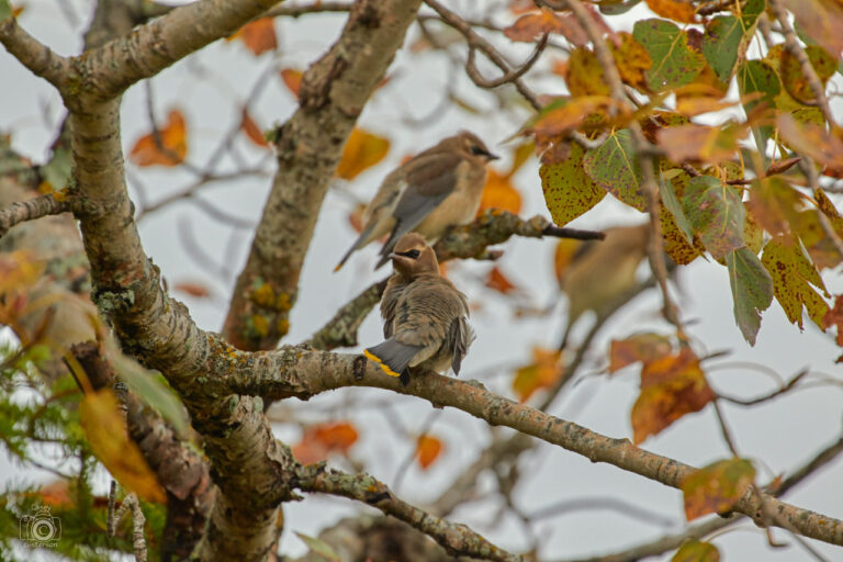 Cedar waxwings perched on a branch among autumn leaves, Manitoba