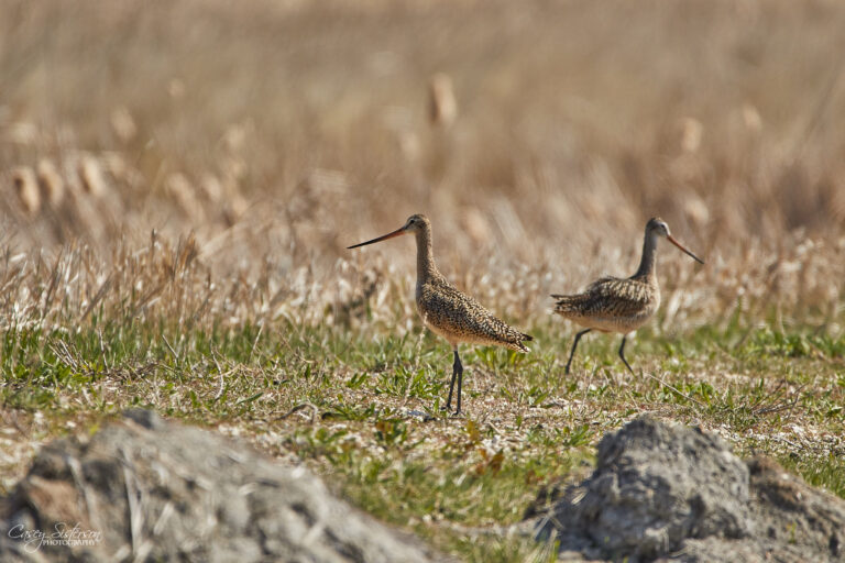 Two marbled godwits walking through dry grass, Manitoba