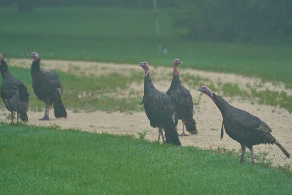 Group of wild turkeys walking along a gravel path beside a lawn on a foggy morning, Manitoba