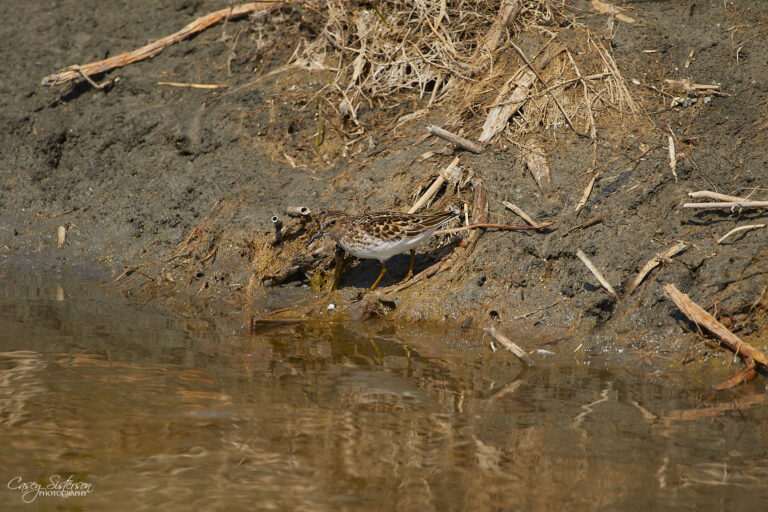 Least sandpiper foraging at a muddy water’s edge, Manitoba