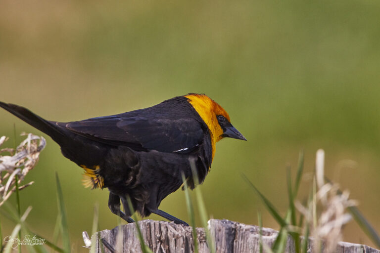 Male yellow-headed blackbird perched on a weathered post, Manitoba