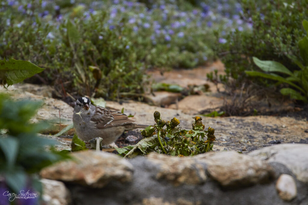 White-crowned sparrow in a rock garden, Manitoba