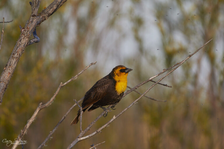 Female yellow-headed blackbird, Manitoba