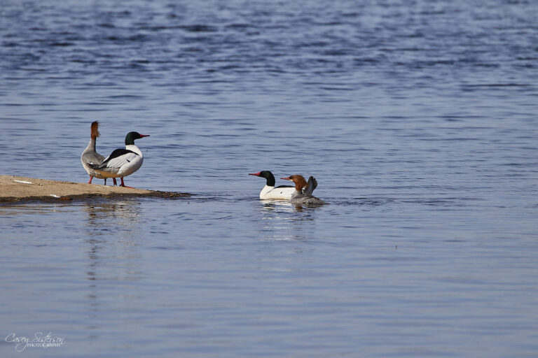 Common mergansers on the water, Manitoba