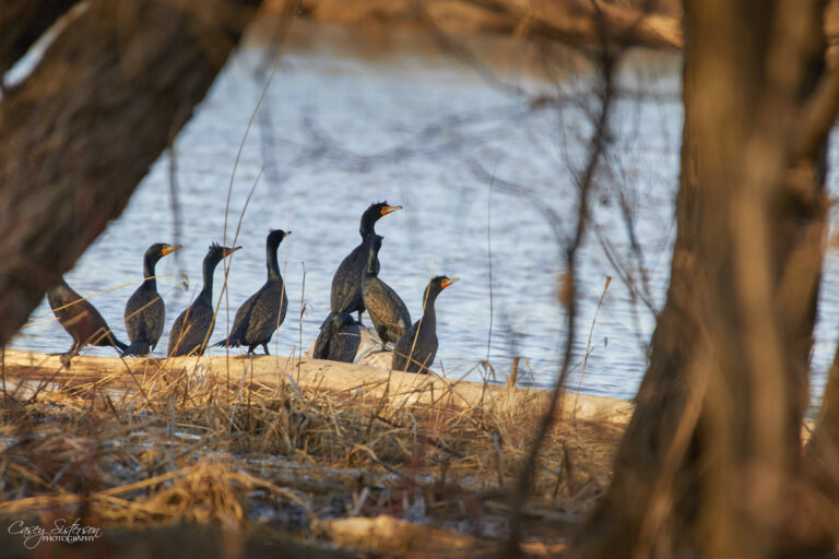 Double-crested cormorants, Manitoba