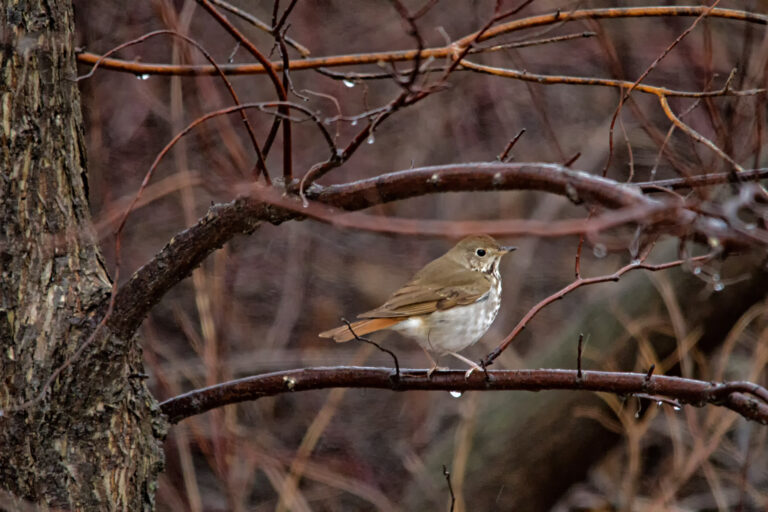 Hermit thrush on a rain-wet branch, Manitoba