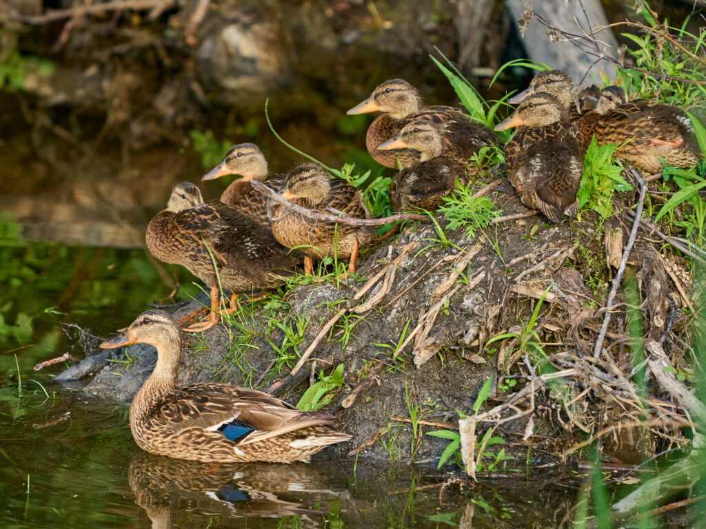 Female mallard beside a brood of nearly grown ducklings resting on a muddy bank, Manitoba