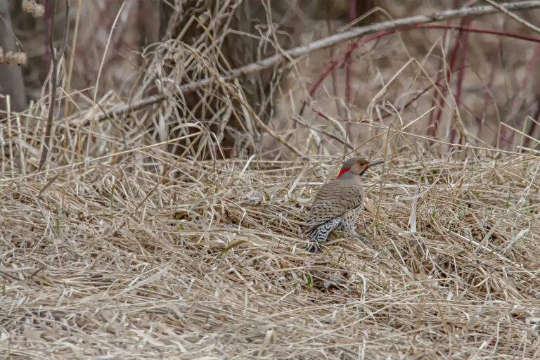 Northern flicker foraging in dry grass, Manitoba