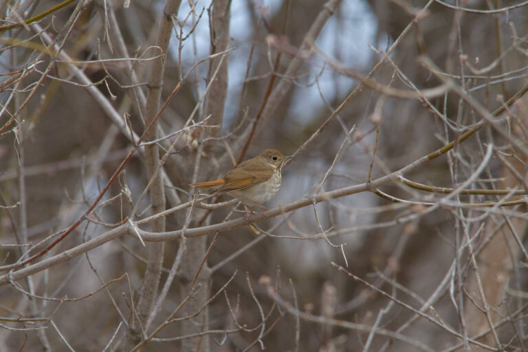 Hermit thrush perched in bare branches, Manitoba