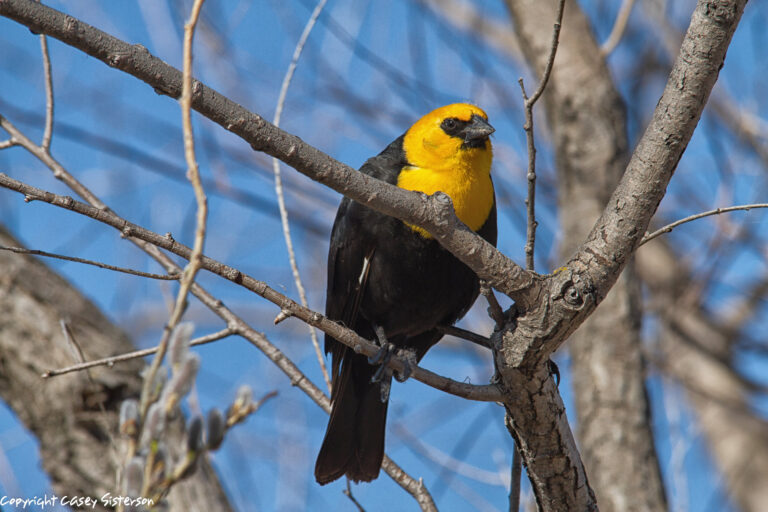 Male yellow-headed blackbird perched in a tree, Manitoba