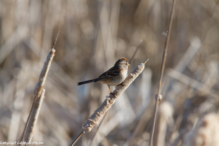 American tree sparrow on a cattail, Manitoba