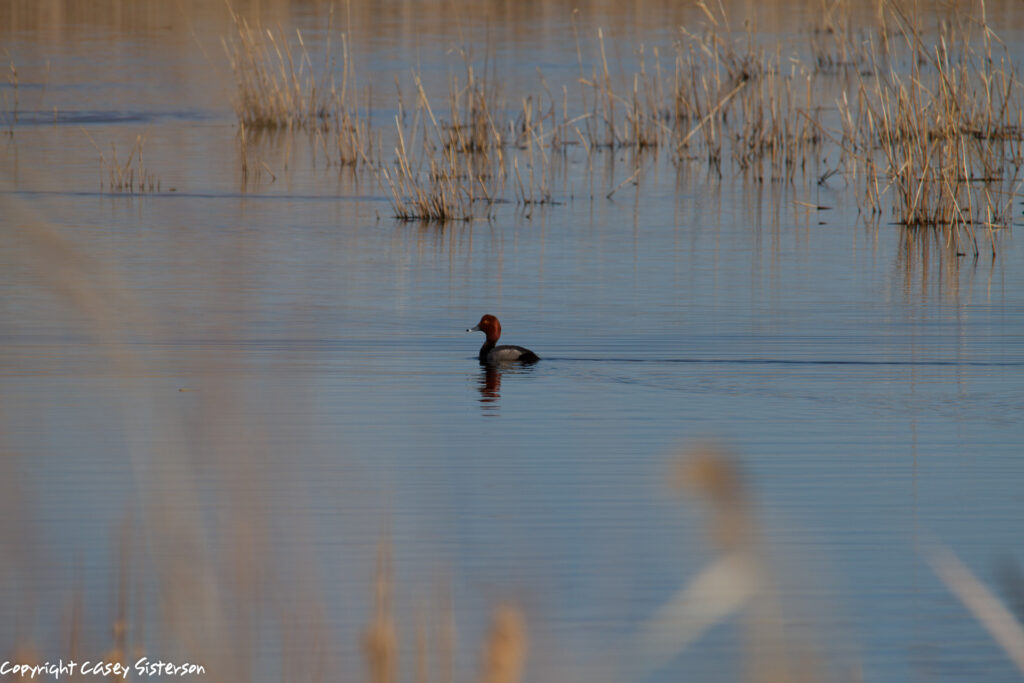 Male redhead swimming in open water, Manitoba