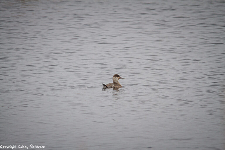 Female ruddy duck swimming, Manitoba