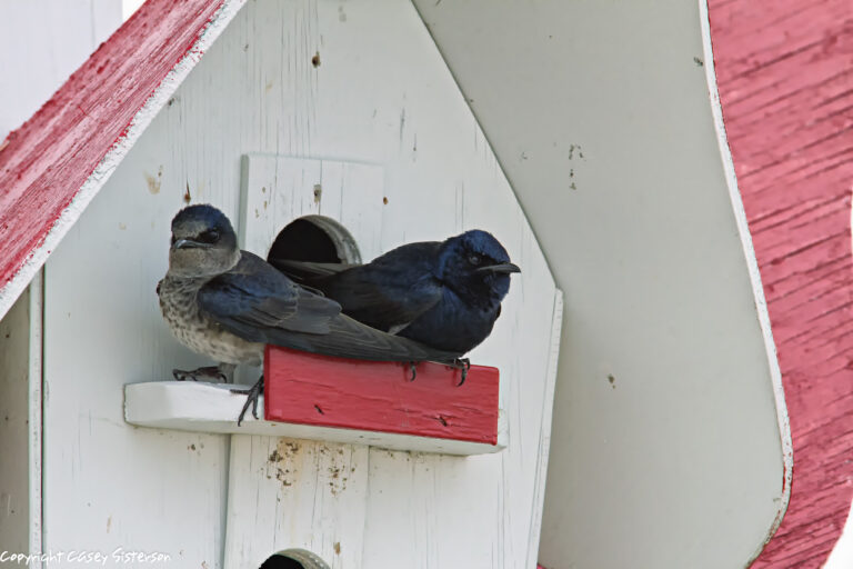 Purple martins on a birdhouse, Manitoba