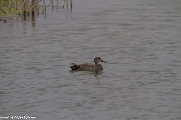 Male gadwall swimming, Manitoba