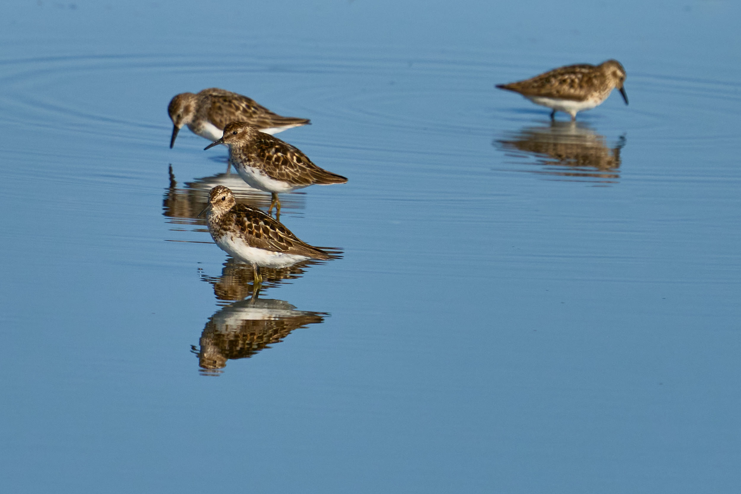 Group of least sandpipers feeding in shallow blue water with their reflections, Manitoba