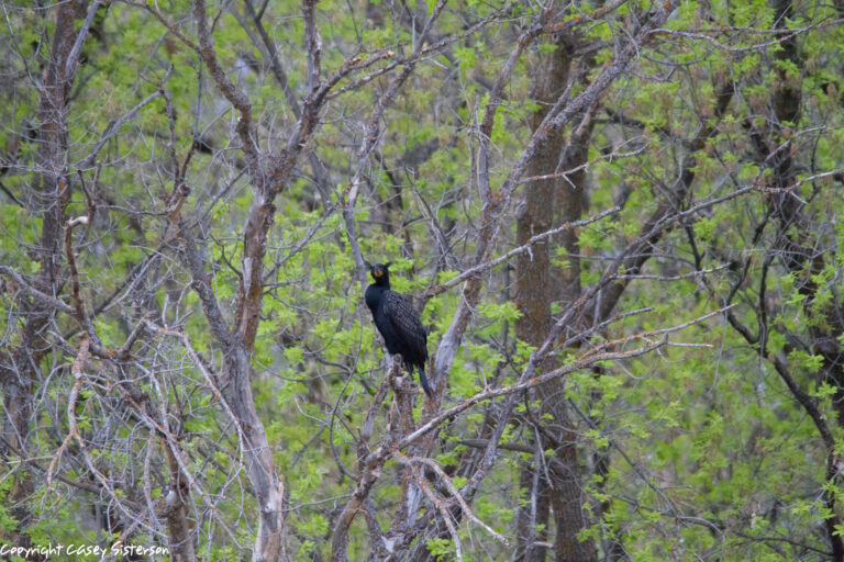 Double-crested cormorant with breeding crests perched in trees, Manitoba