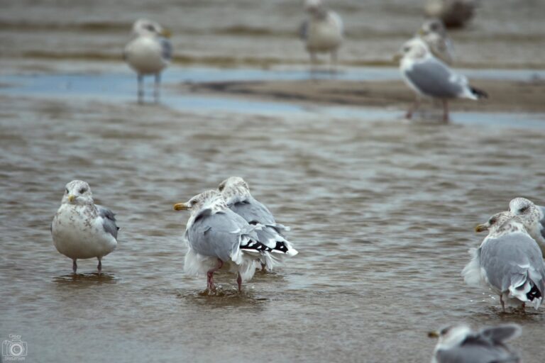 Herring gulls standing and preening in shallow water, Manitoba
