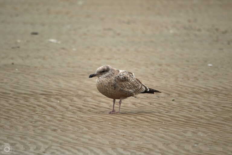 Juvenile herring gull standing on rippled sand, Manitoba