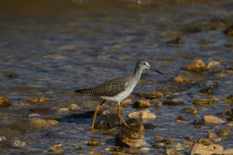 Greater yellowlegs wading in a rocky shallows, Manitoba