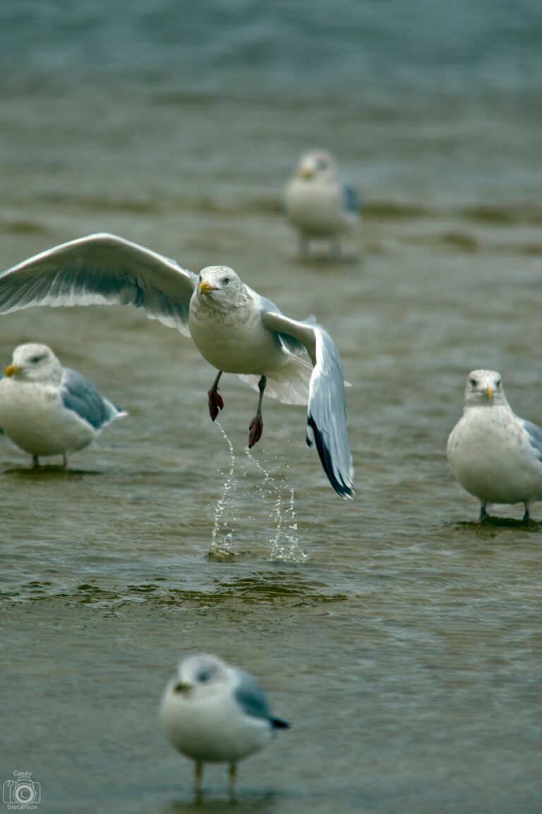 Herring gull lifting off from shallow water, Manitoba