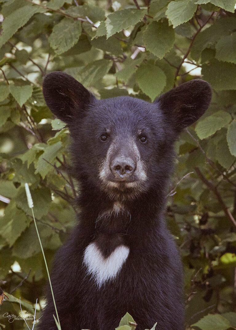 Black bear cub with a white heart-shaped chest patch looking straight at the camera through green leaves