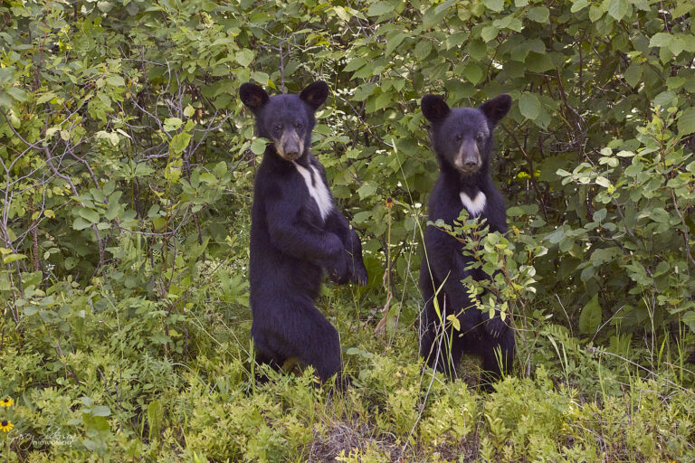 Two black bear cubs standing upright side by side in roadside brush, one with a white chest blaze and one with a heart-shaped patch