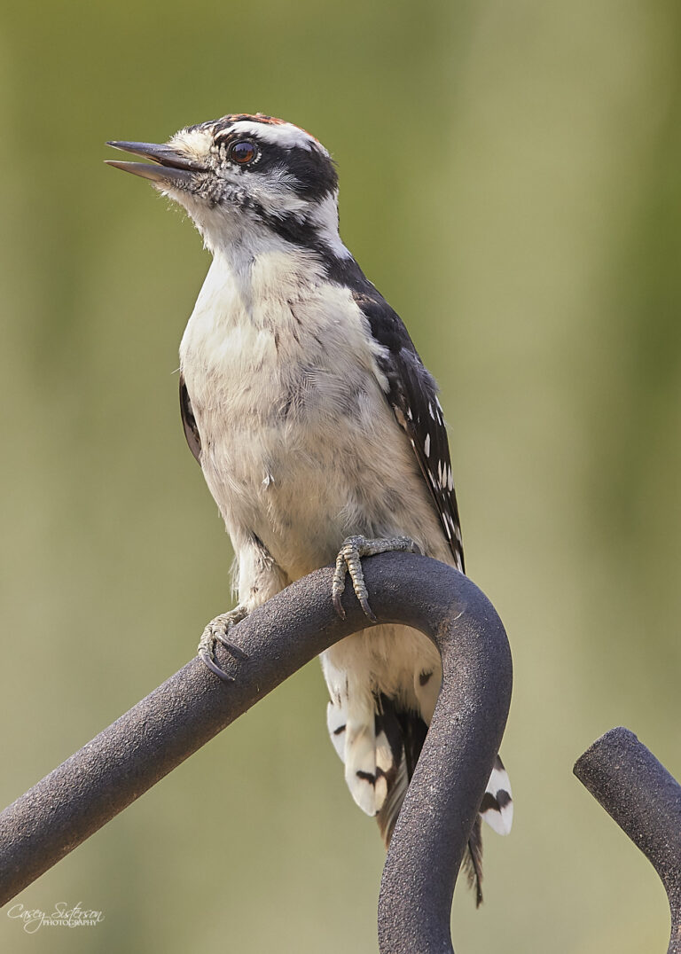 Downy woodpecker perched on a dark metal hook with its beak open and a red patch on the crown