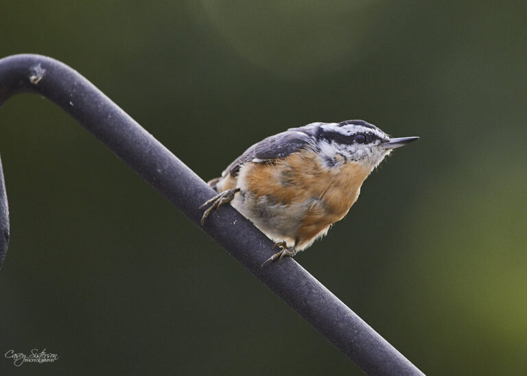 Red-breasted nuthatch perched on a diagonal dark metal rod against a green background