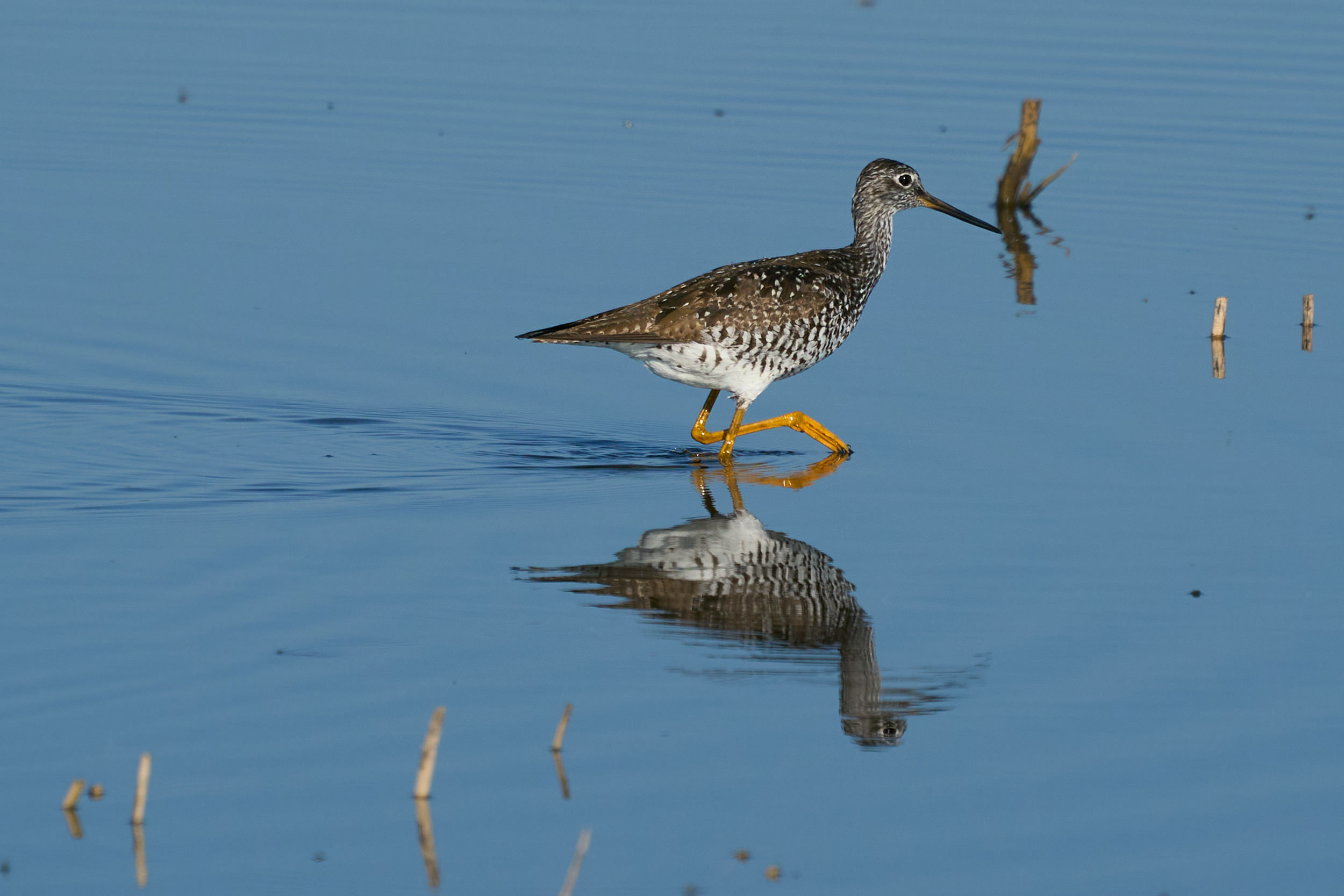 Greater yellowlegs wading through shallow blue water with its reflection, Manitoba