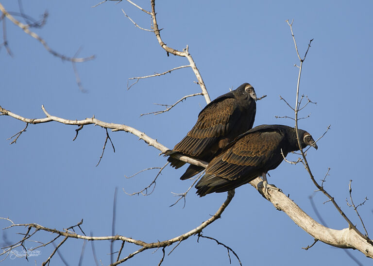 Two turkey vultures perched close together on a bare branch against a blue sky