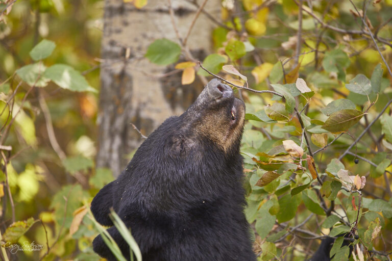 Black bear lifting its nose to sniff the air among autumn saskatoon leaves