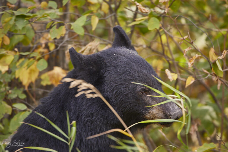 Black bear in profile among yellowing autumn leaves with grass blades across its face
