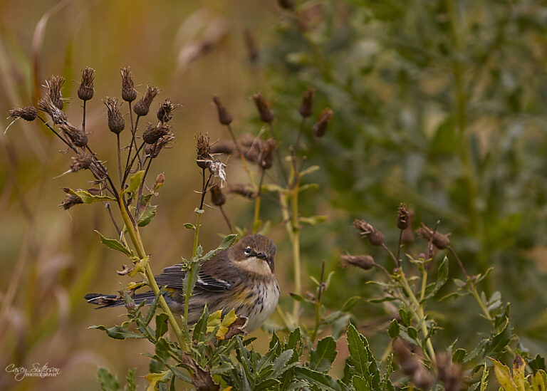 Yellow-rumped warbler in fall plumage perched among dried thistle heads