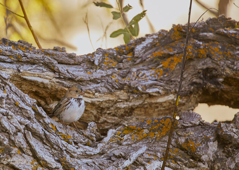 Harris's sparrow with a buff face perched on a lichen-covered log