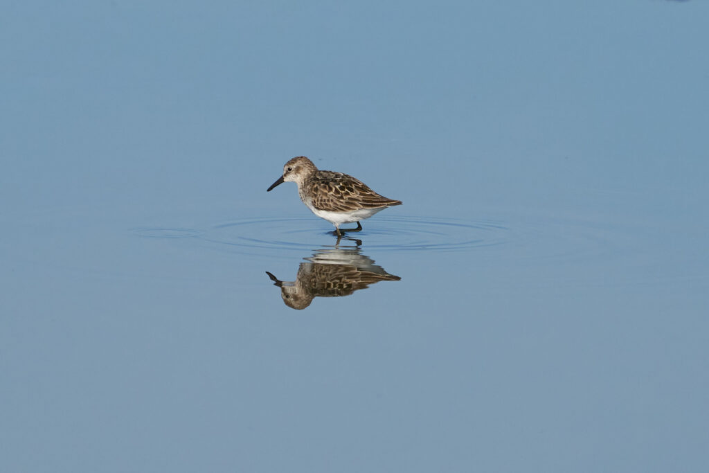 Semipalmated sandpiper