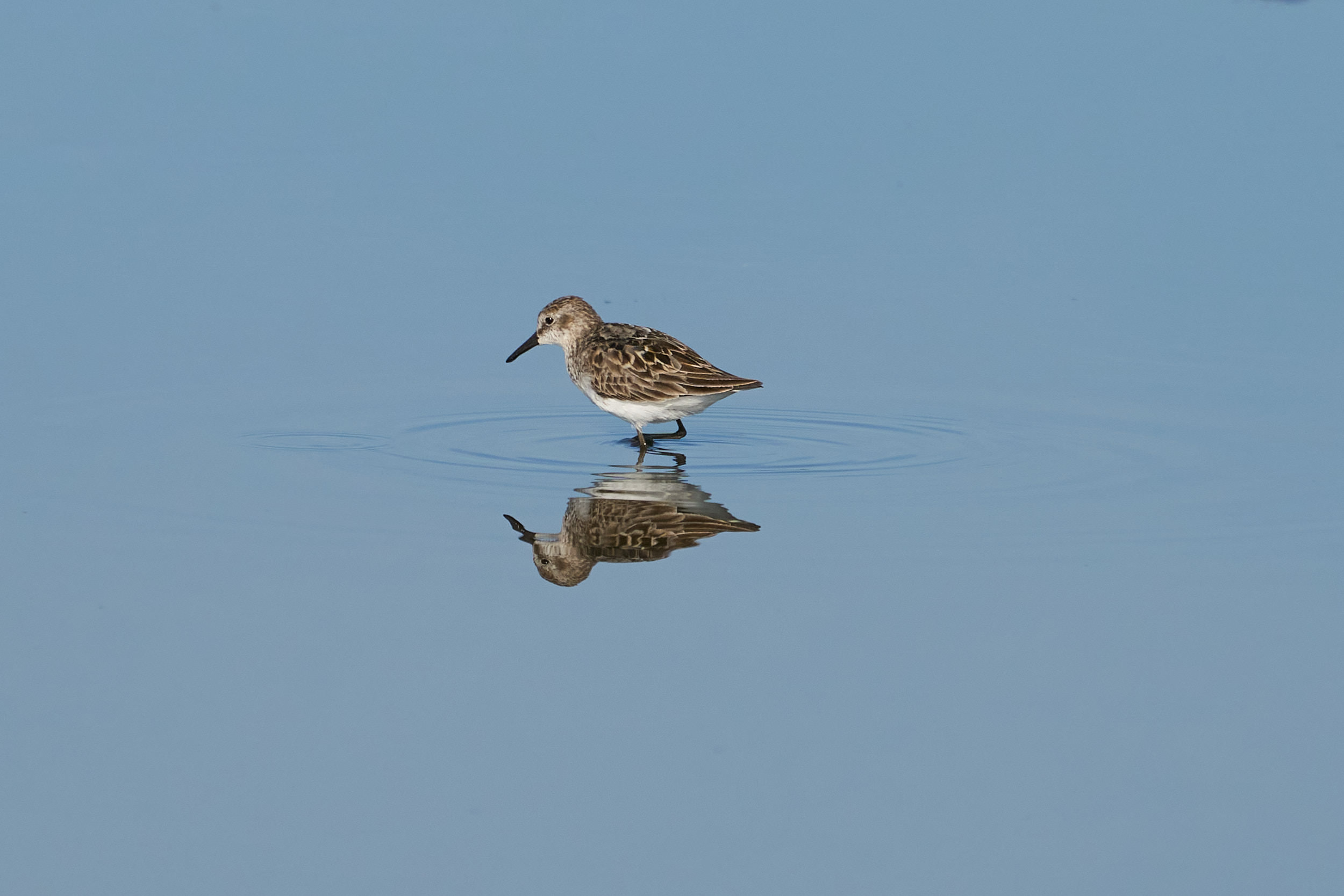 Semipalmated sandpiper wading in calm blue water with its reflection, Manitoba