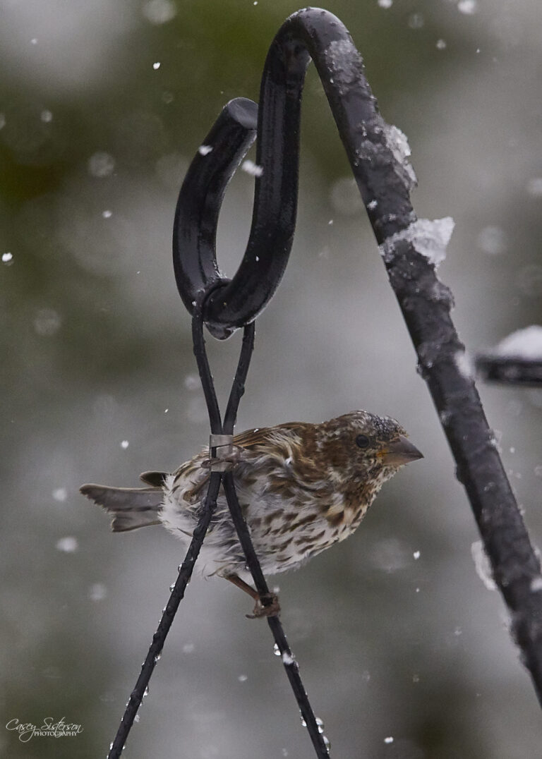Streaked finch perched on a snowy shepherd's hook as snow falls
