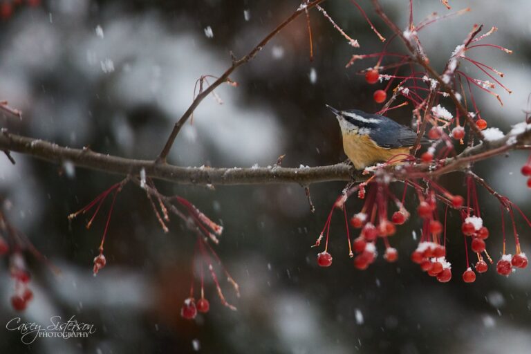 Red-breasted nuthatch on a snowy crabapple branch with red fruit as snow falls