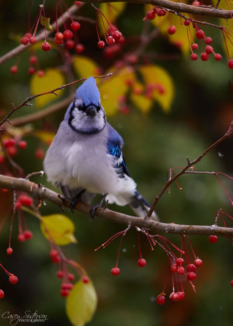 Blue jay with a raised crest perched among red crabapples and yellow autumn leaves