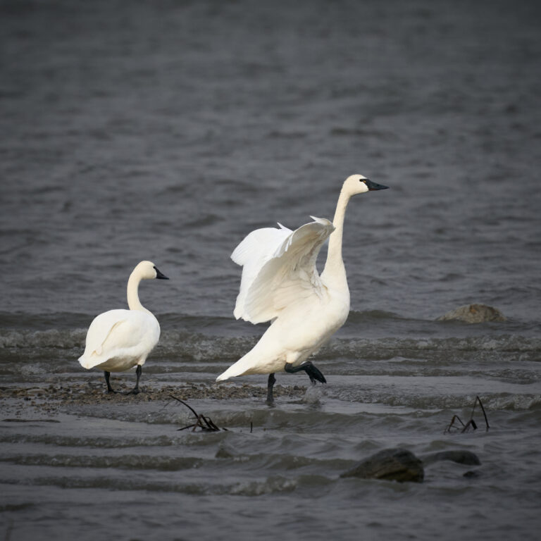 Tundra swan
