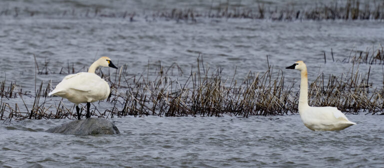 Two tundra swans among wet reeds, one standing on a rock with a yellow spot by its eye while the other swims toward it