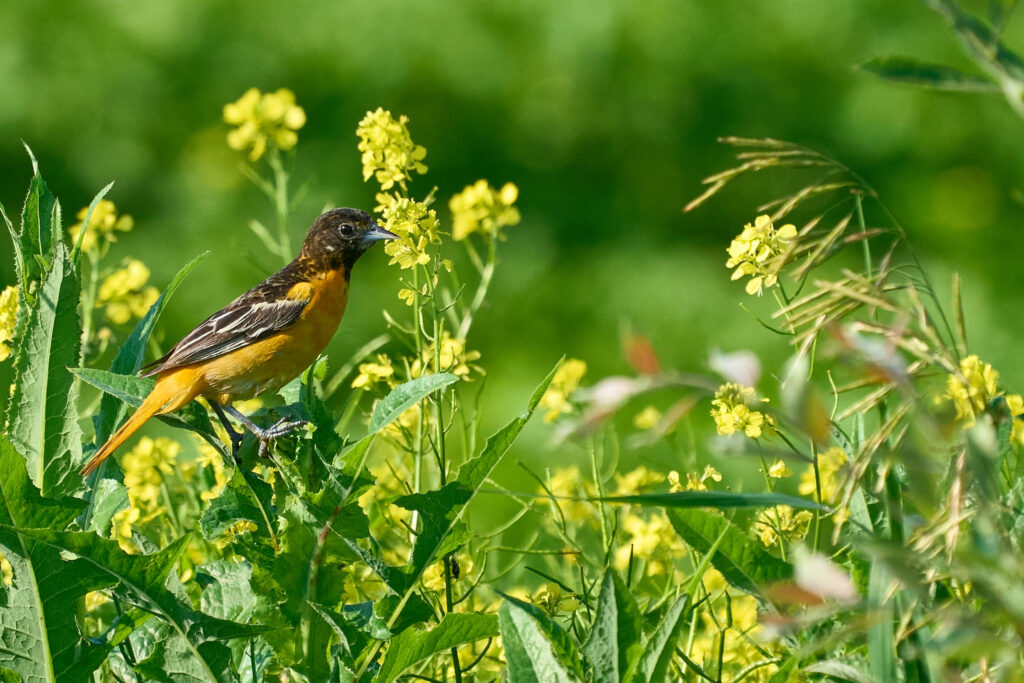 Baltimore oriole